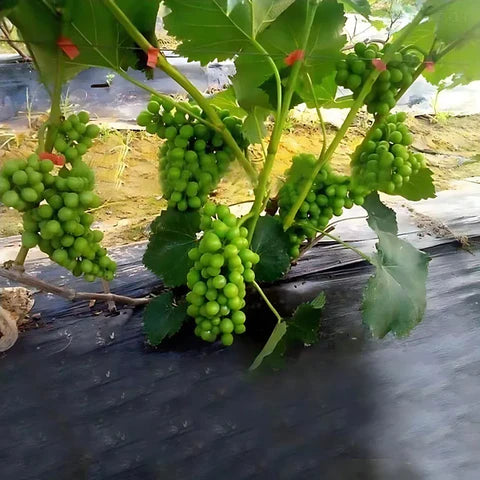 Máquina de amarrar plantas com Fita Exclusiva